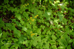 Solidago virga-aurea